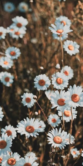 Hình nền cúc hoa mị trắng