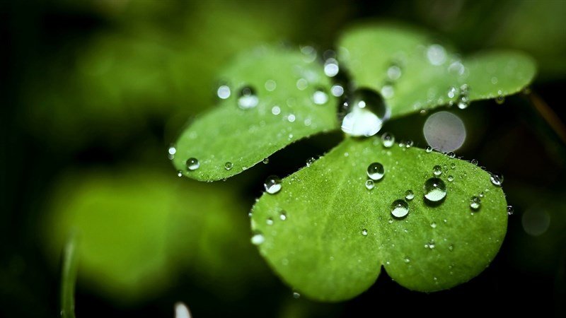 Ảnh nền máy tính phong thủy cỏ ba lá với giọt sương
