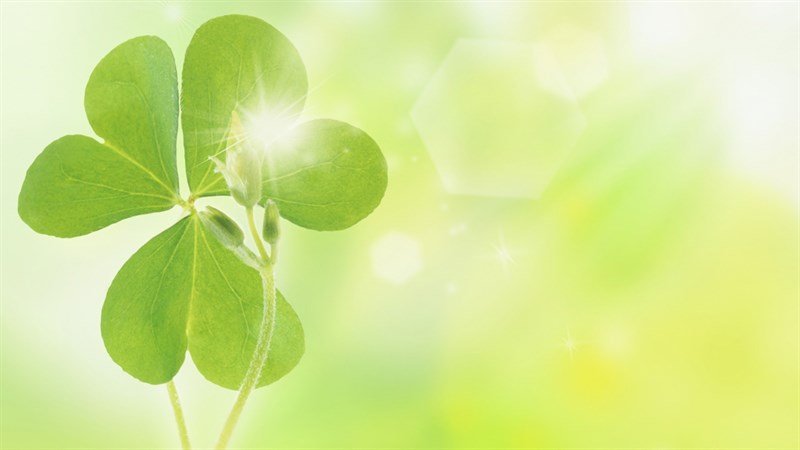 Ảnh nền máy tính phong thủy cỏ ba lá tươi mát