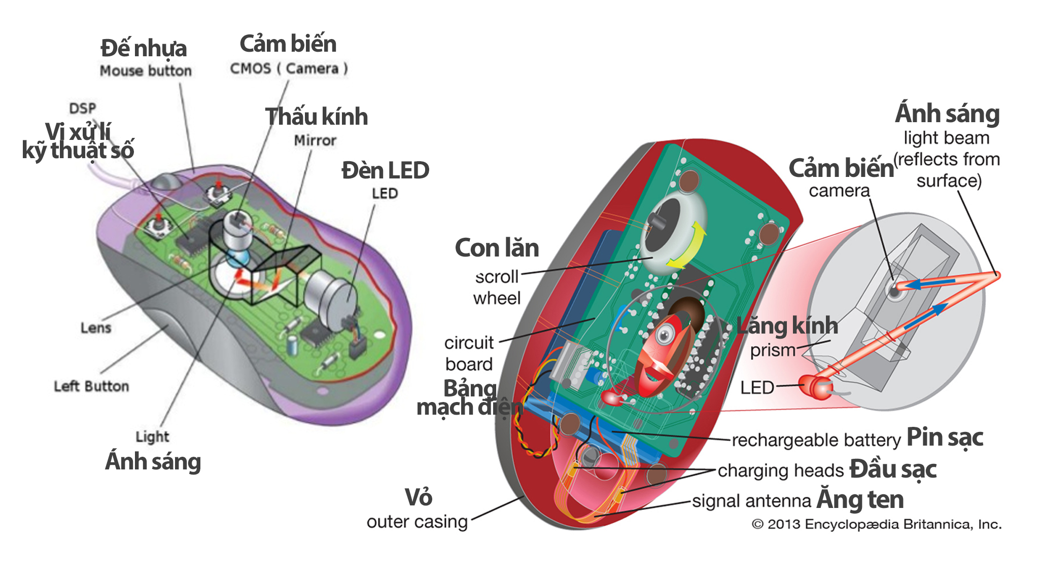 Cấu tạo chuột máy tính