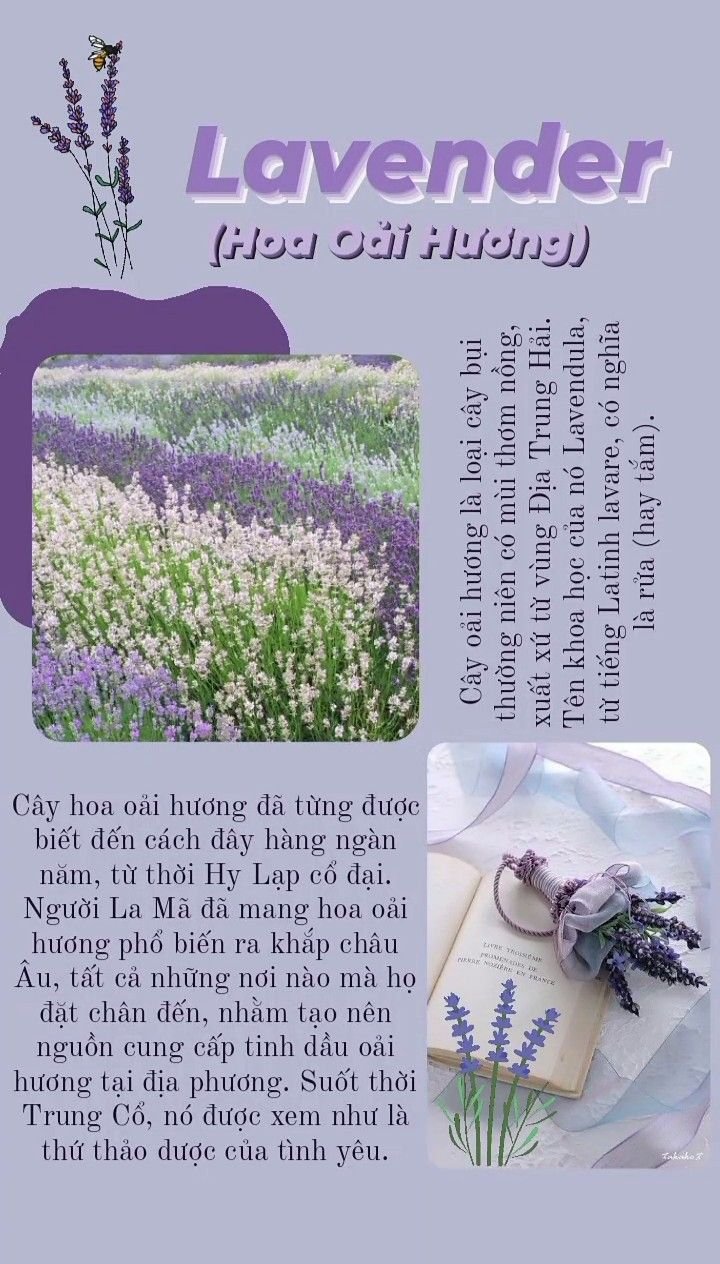 Hình nền hoa Lavender oải hương