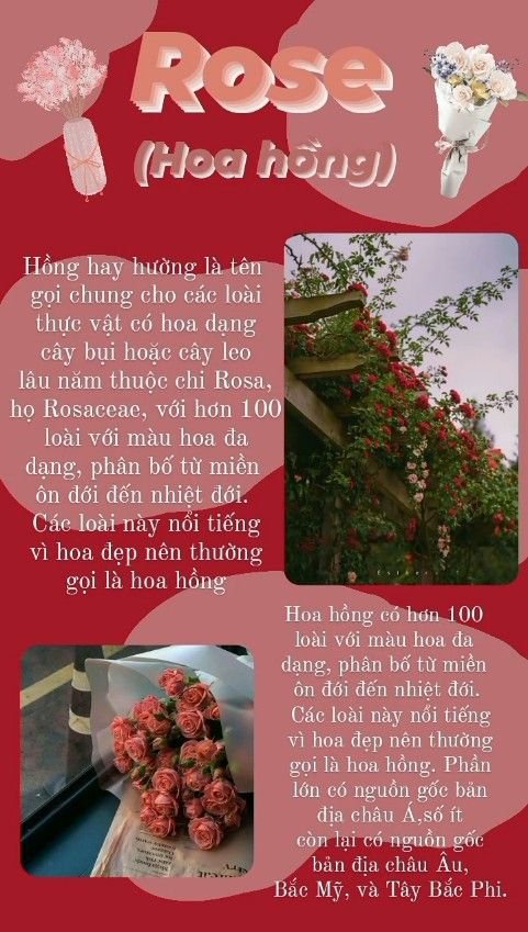 Hình nền hoa hồng quyến rũ