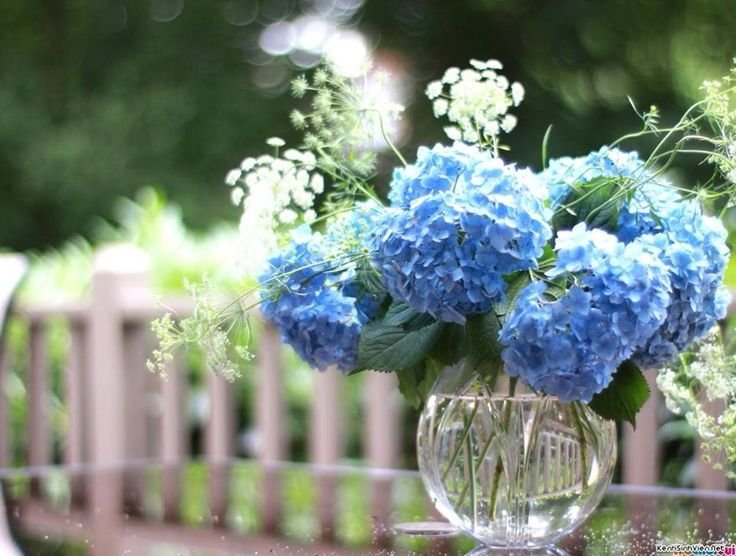 Hình nền Tử vi cho máy tính