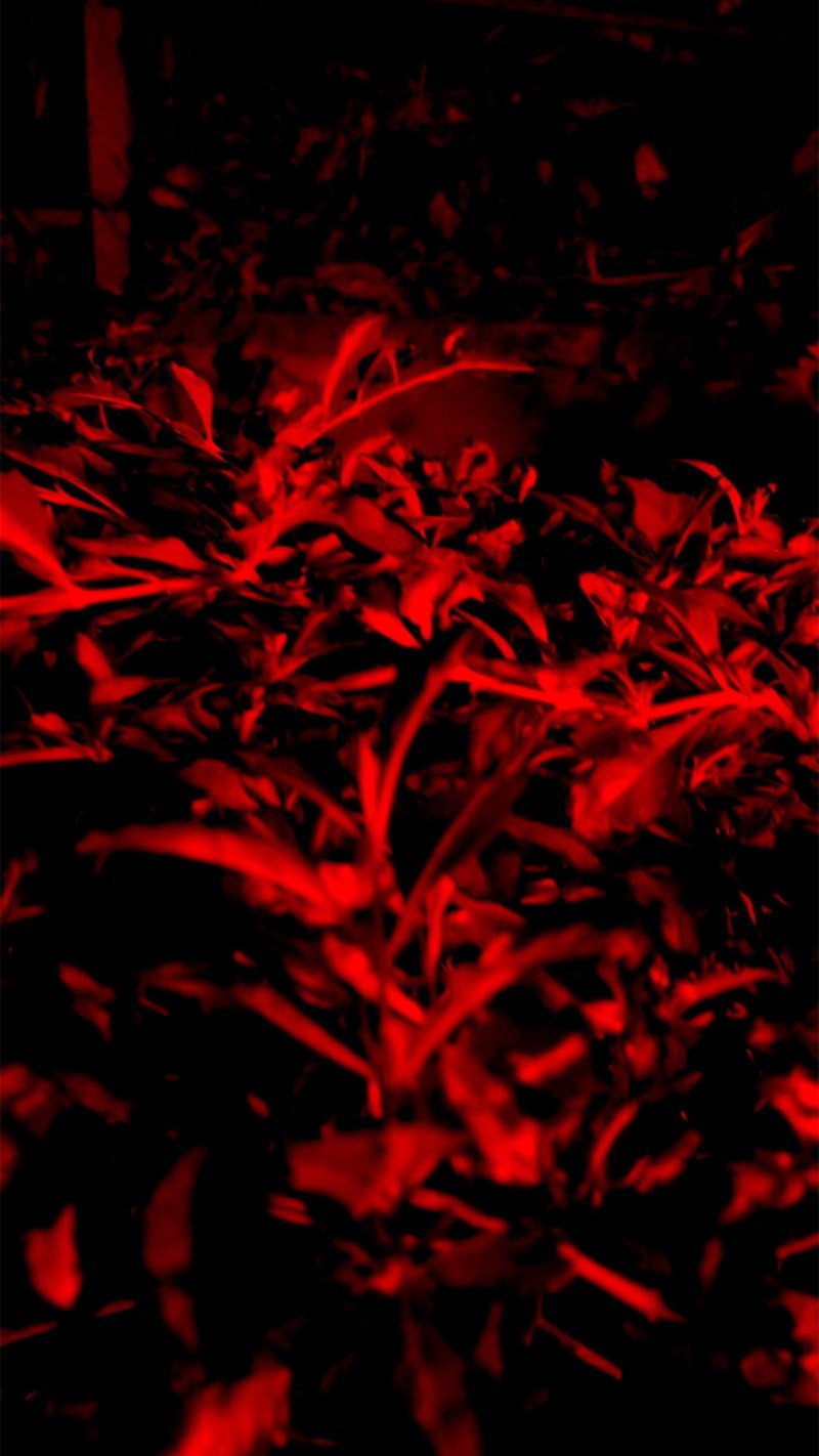 Ảnh nền Full HD màu đỏ gradient cho giao diện điện thoại