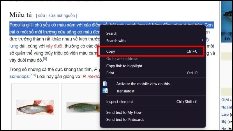 Chọn tùy chọn 'Sao chép (Copy)' từ menu chuột phải để lưu nội dung vào Clipboard