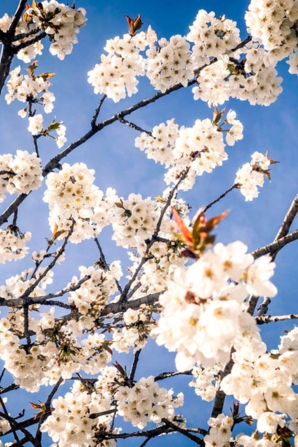 Cành đào tươi thắm đón xuân