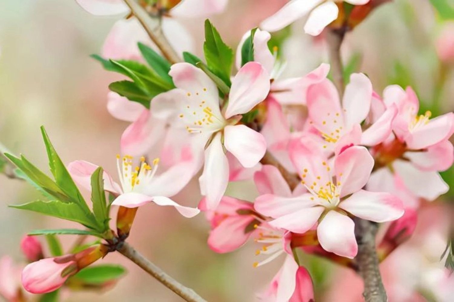 Cành đào xinh xắn, hình nền đẹp cho máy tính