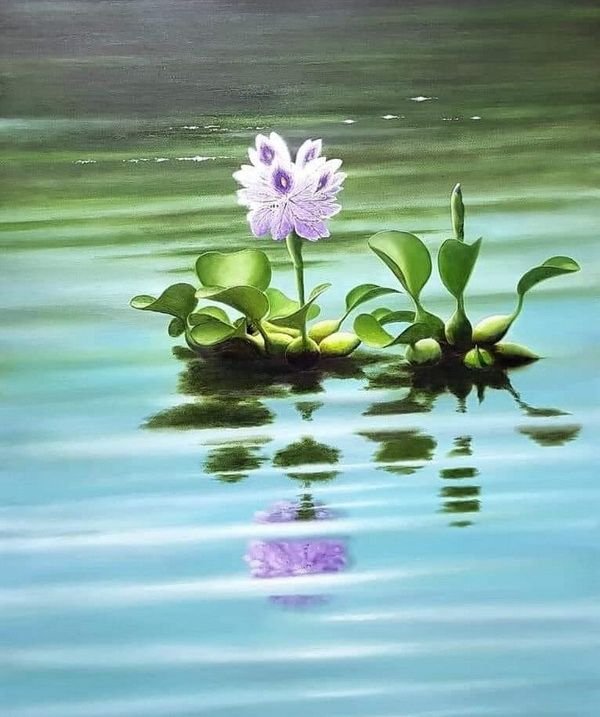 Hình nền hoa lục bình tím