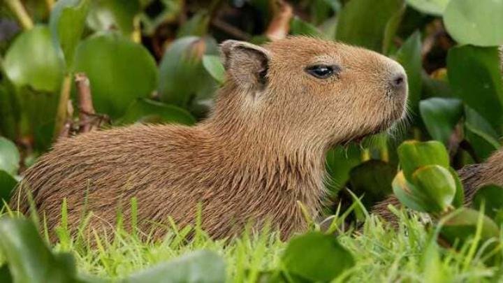 Hình nền Capybara đang ngủ gật trên cỏ, mang lại cảm giác yên bình cho máy tính