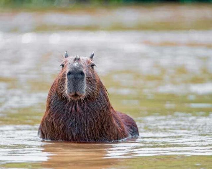 Hình nền Capybara nằm cạnh mèo con, thể hiện tình bạn đáng yêu trên máy tính