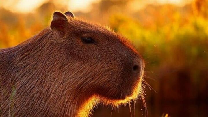 Hình nền Capybara trong bộ quần áo ngộ nghĩnh, hài hước cho máy tính
