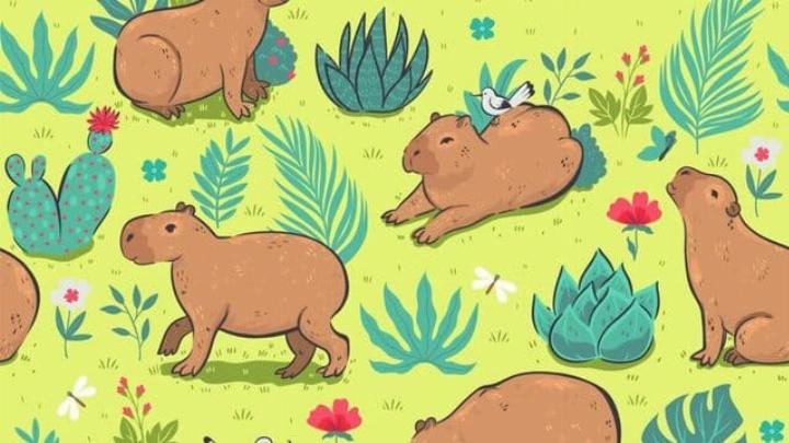 Hình nền Capybara trong phòng tập gym, vui nhộn cho máy tính