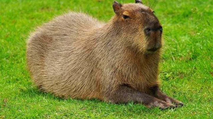Hình nền Capybara trong tư thế ngước nhìn, tạo sự tò mò trên máy tính