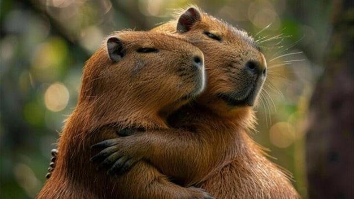 Hình nền Capybara với đôi mắt nhắm nghiền, mang lại sự tĩnh lặng cho máy tính