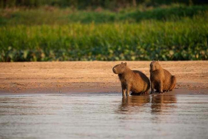 Hình nền Capybara với gia đình trên cánh đồng xanh, phù hợp cho máy tính