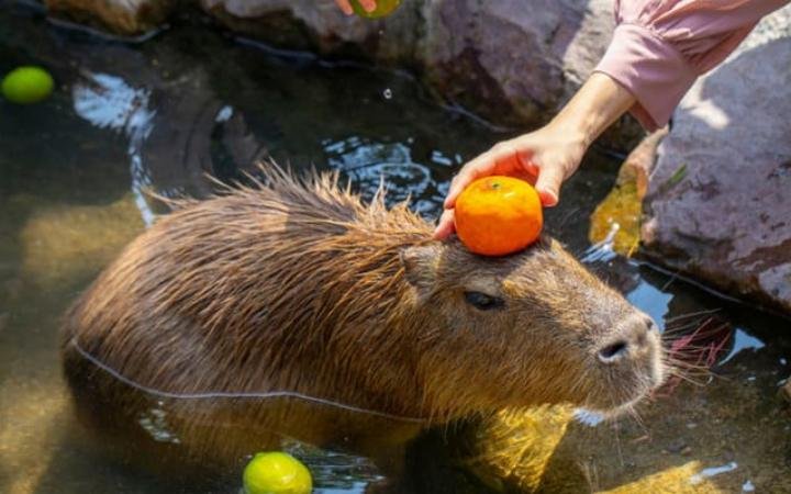 Hình nền Capybara với nón tắm dễ thương, thư giãn cho máy tính