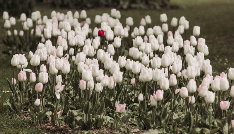 Hình nền máy tính độc đáo bông tulip