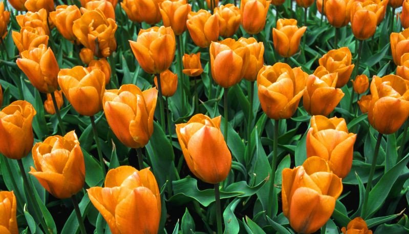 Hình nền máy tính độc đáo hoa tulip đỏ