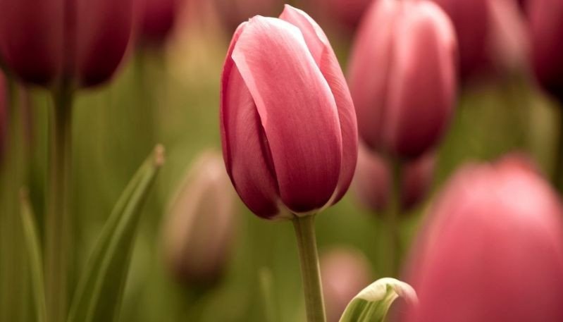 Hình nền máy tính độc đáo hoa tulip lãng mạn