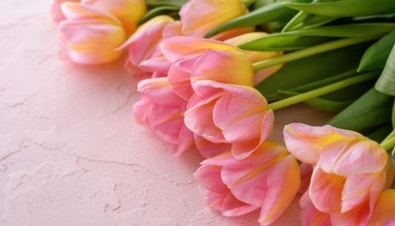 Hình nền máy tính độc đáo hoa tulip nền pastel