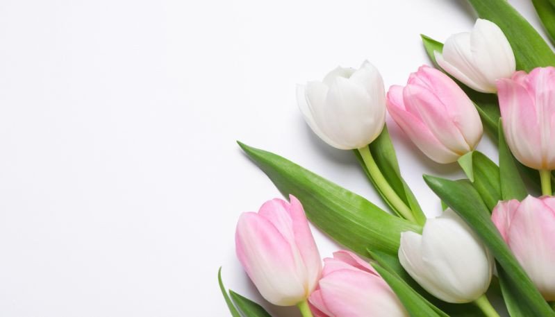 Hình nền máy tính độc đáo hoa tulip