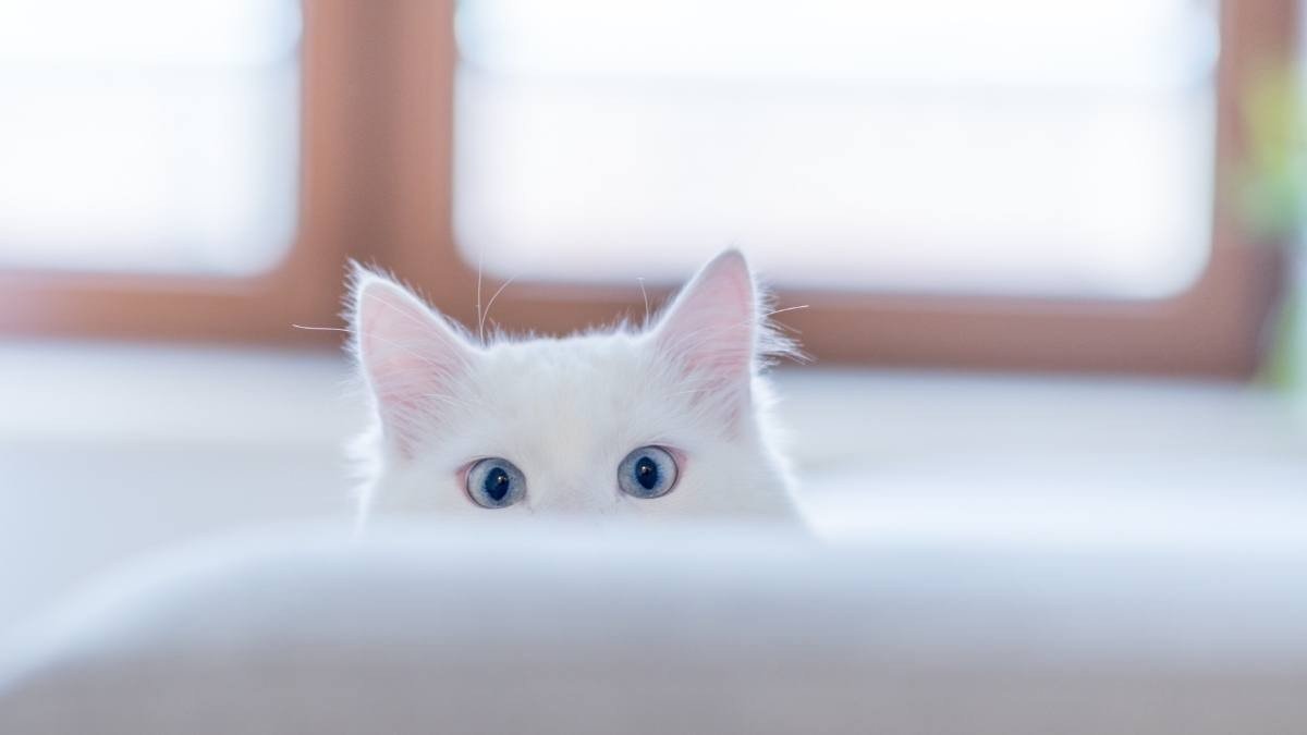 Hình nền mèo 3D cute cầm ô