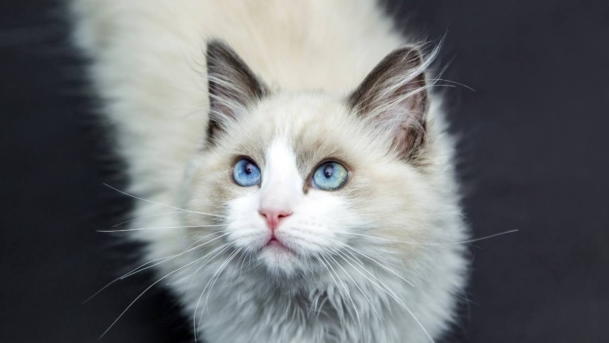 Hình nền mèo cho máy tính với hiệu ứng nghệ thuật