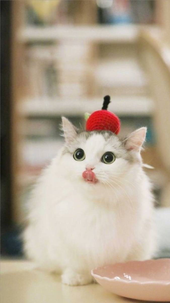 Hình nền mèo cute nhất đang ngủ trên chăn