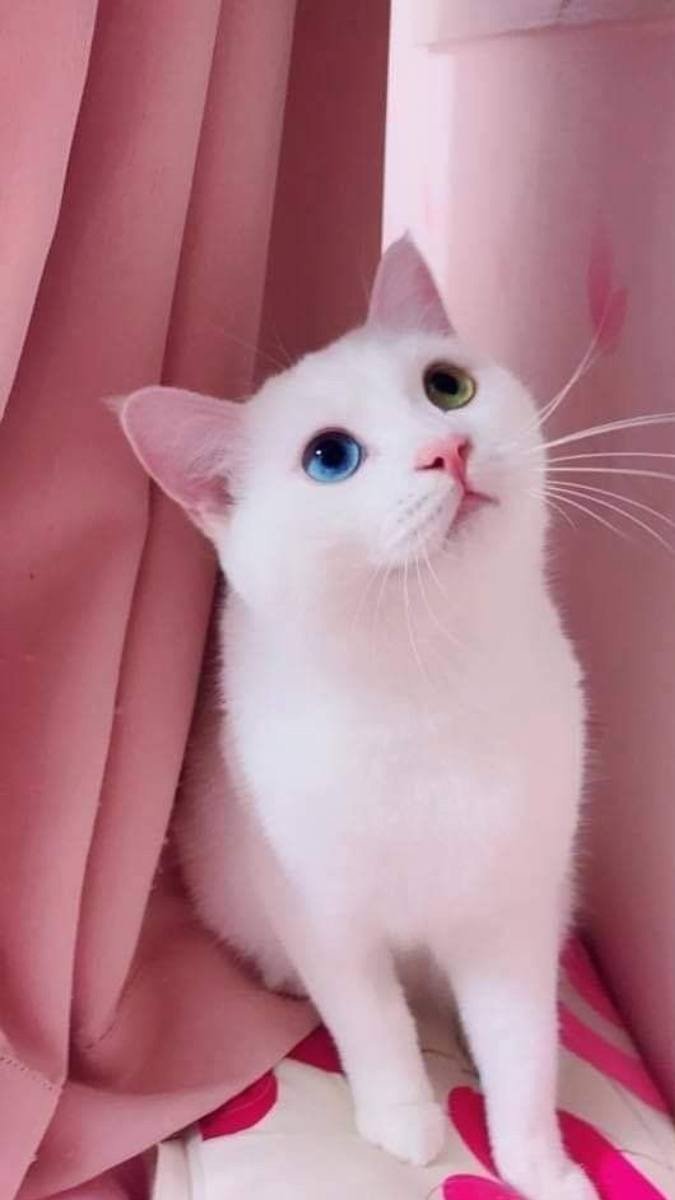 Hình nền mèo đáng yêu với đôi mắt xanh biếc