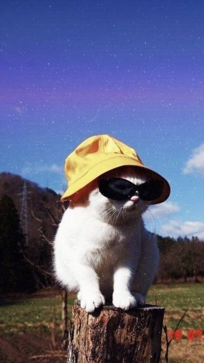 Hình nền mèo ngầu đẹp nhất trên xe máy