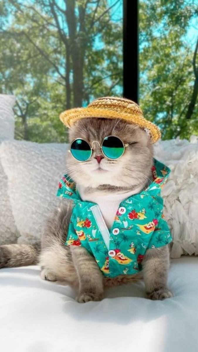 Hình nền mèo ngầu đẹp nhất với ánh mắt sắc lạnh