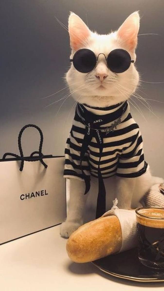 Hình nền mèo ngầu với ánh sáng xanh