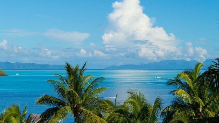 Hình nền thiên nhiên tươi đẹp với khu rừng xanh mướt