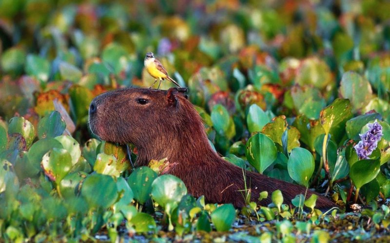 Hình nền máy tính dễ thương Capybara mũ