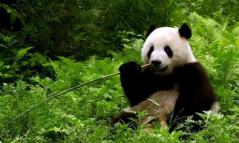 Hình nền máy tính dễ thương gấu trúc ngồi