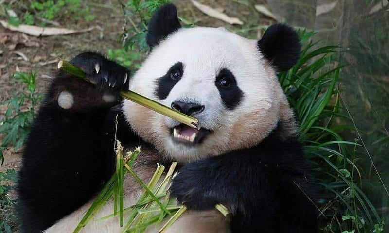 Hình nền máy tính dễ thương gấu trúc nhiều màu