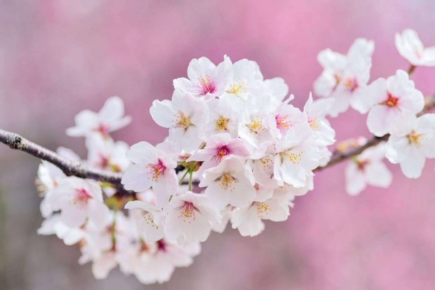 Hoa đào bung nở, hình nền 4K cho máy tính