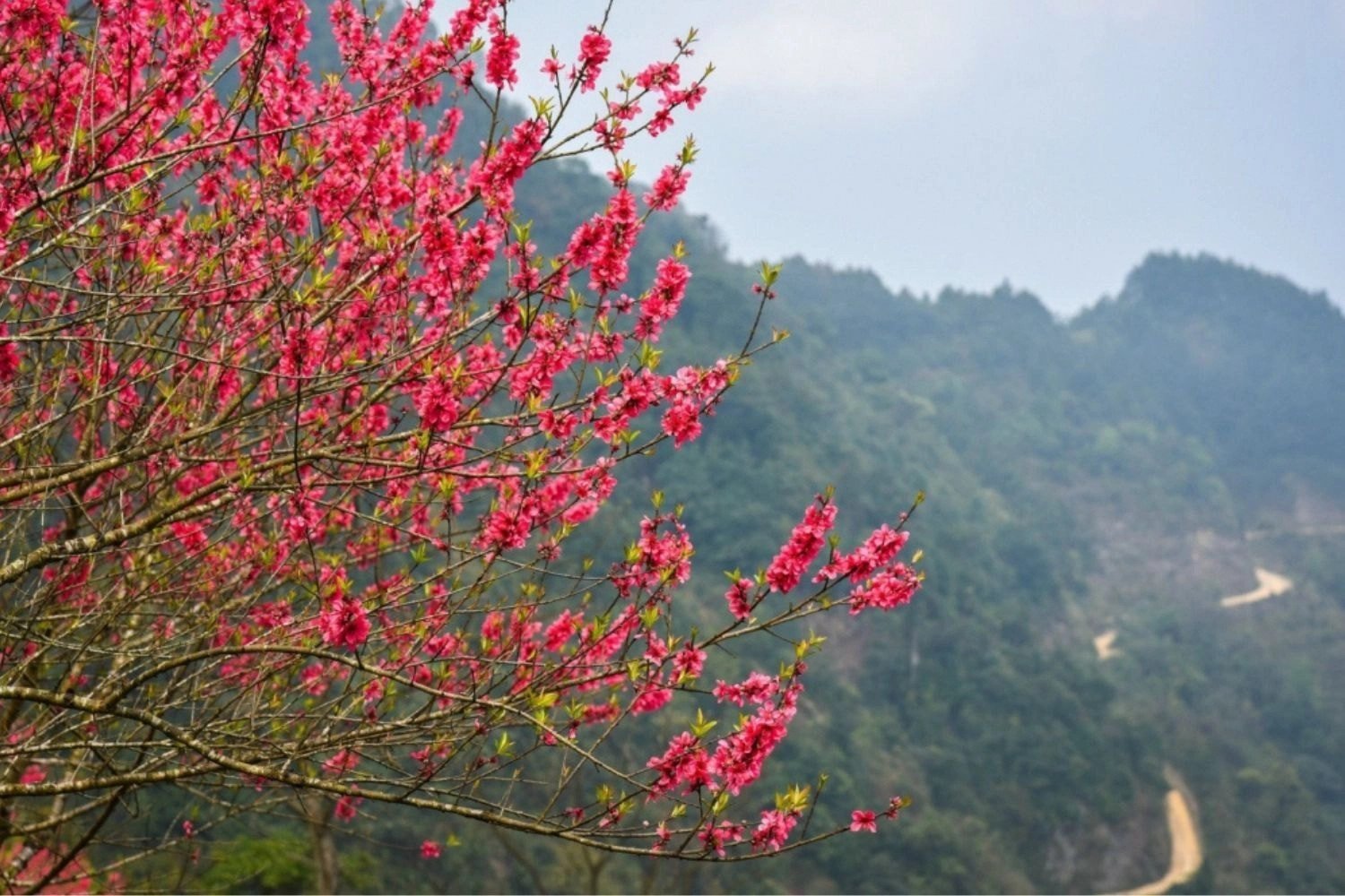 Hoa đào đỏ rực giữa núi rừng, background PC phong cách