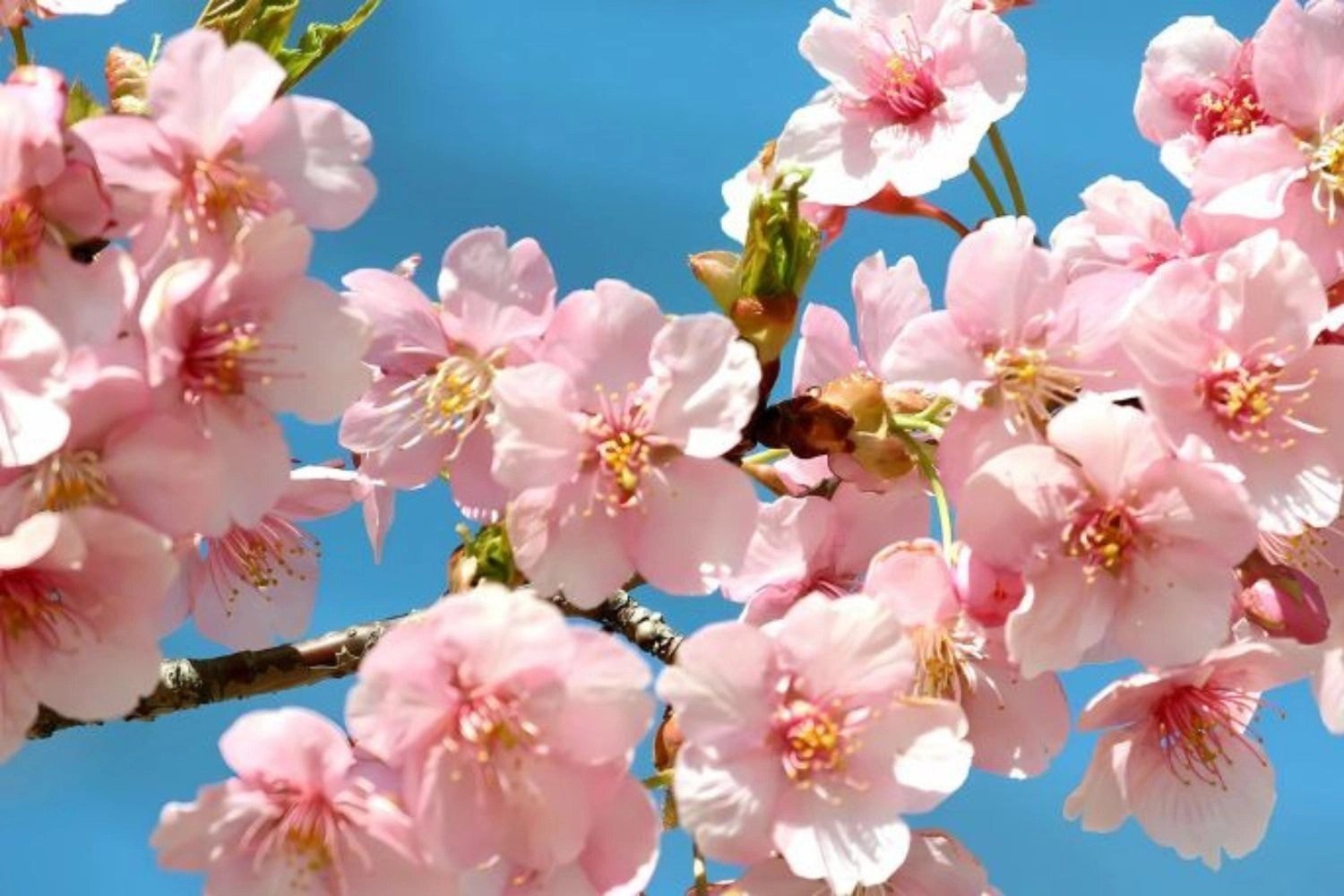 Hoa đào nở rộ giữa sắc xuân, background máy tính đẹp