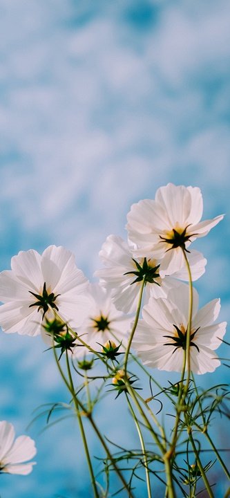 Ảnh nền smartphone trừu tượng với các đường nét