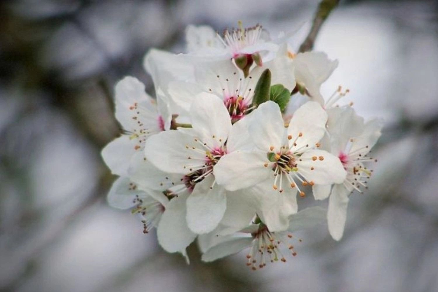 Những bông đào bạch nở rộ, background máy tính chất lượng cao