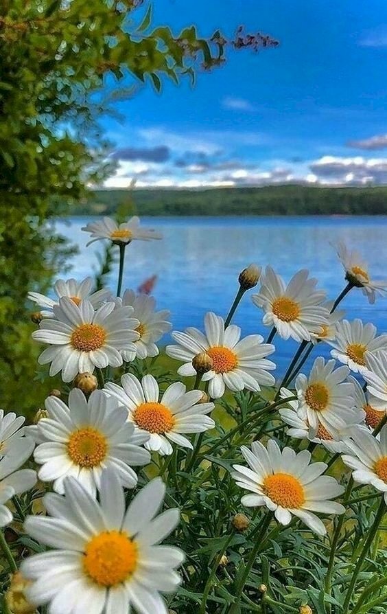 Hình nền máy tính điện thoại hoa cúc họa mi