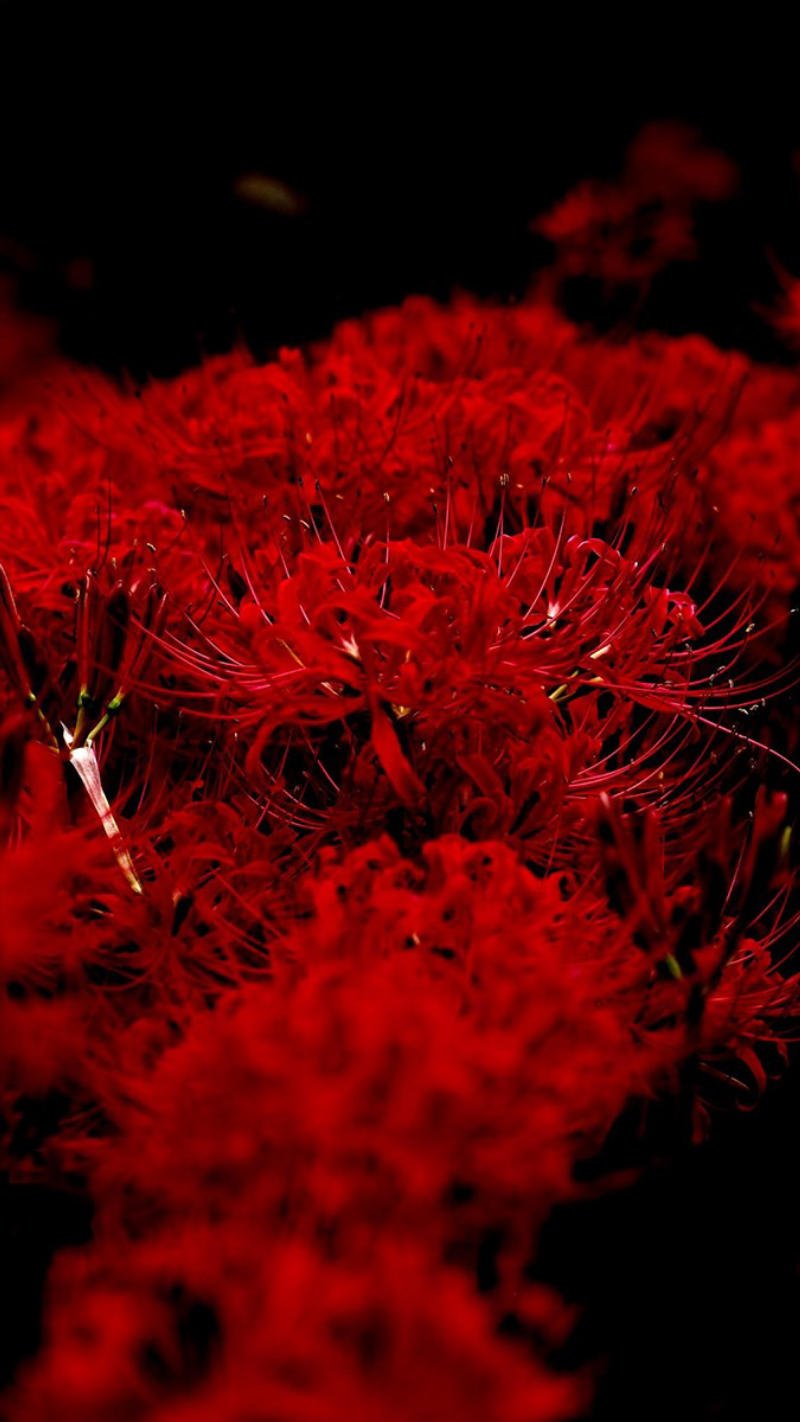 hình nền điện thoại bỉ ngạn nghệ thuật