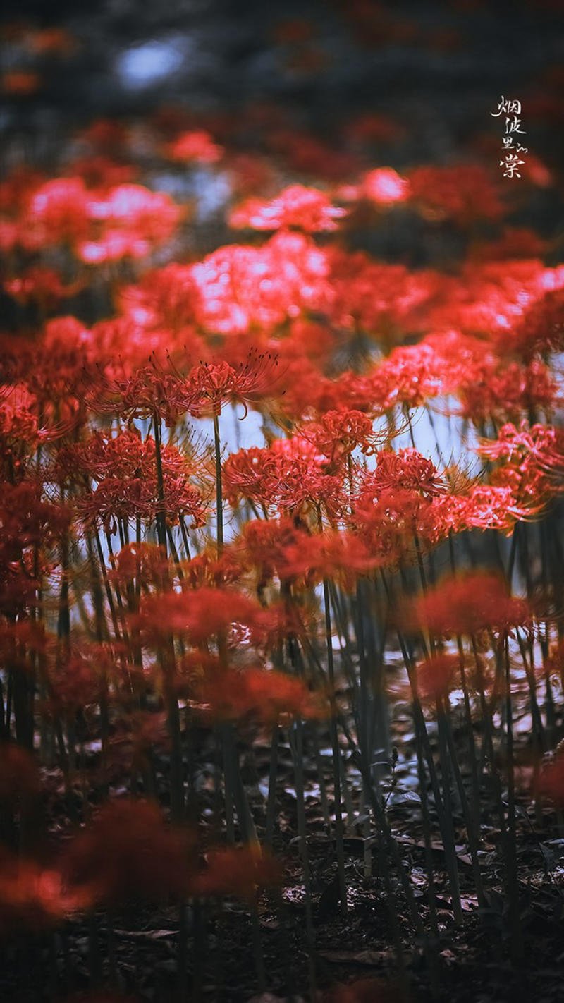 hình nền bỉ ngạn trắng cho điện thoại