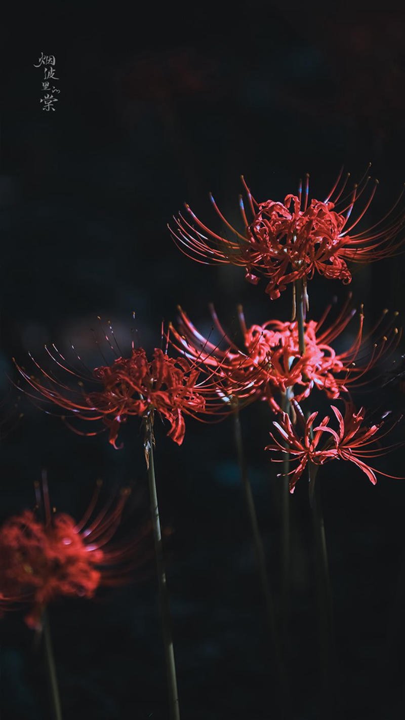 ảnh nền hoa bỉ ngạn Full HD mobile