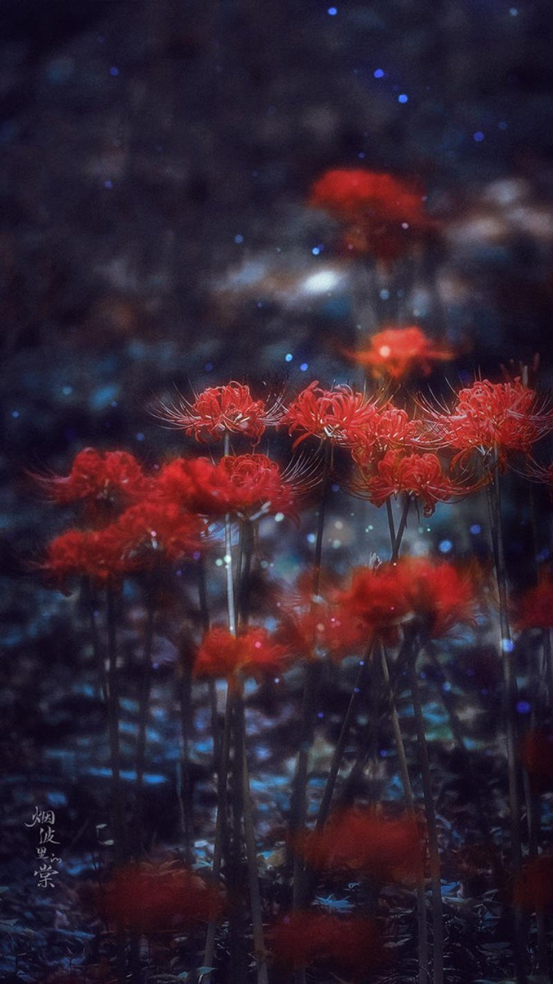 wallpaper bỉ ngạn điện thoại