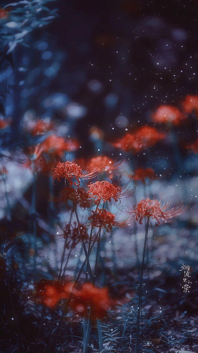 ảnh hoa bỉ ngạn buồn cho điện thoại