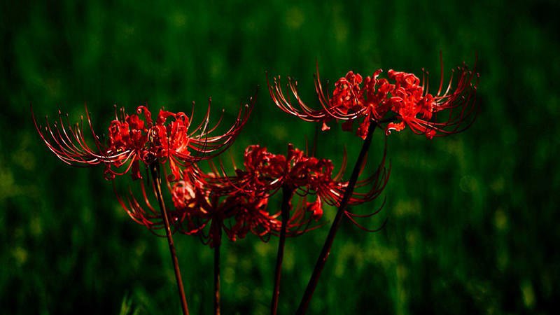 wallpaper bỉ ngạn 3840x2160