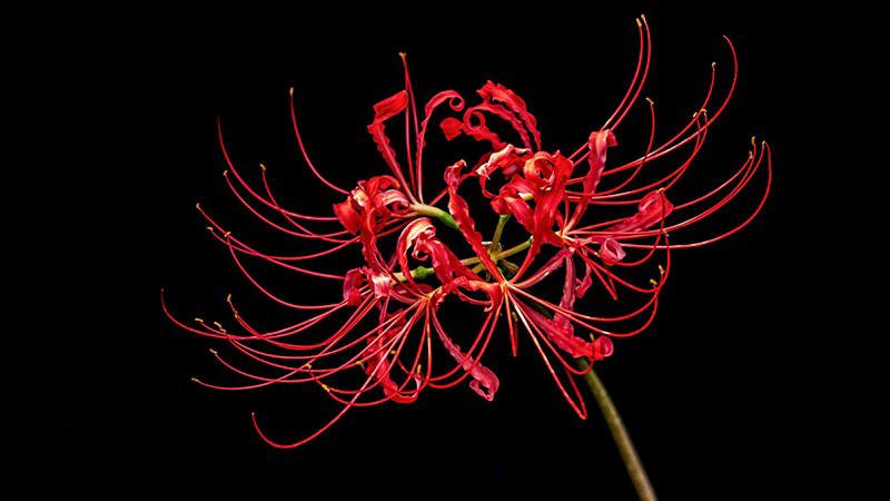 ảnh nền máy tính hoa bỉ ngạn 4K