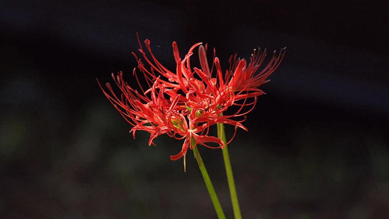 ảnh nền hoa bỉ ngạn lãng mạn PC